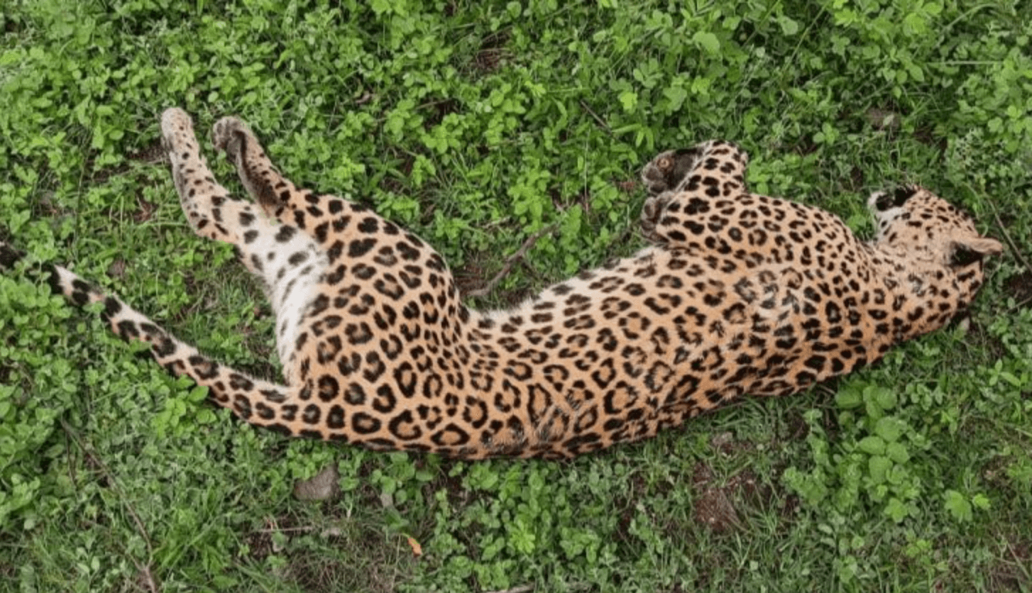 राजुरीत बिबट्याच्या मृतावस्थेत आढळल्याने गोंधळ; एका महिन्यात तीन बिबट्यांचा मृत्यू